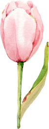 розовые тюльпаны