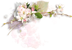 цветы вишни