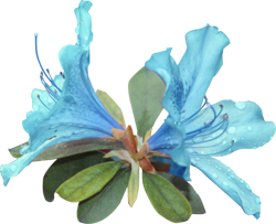 голубые цветы
