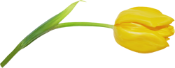 желтые тюльпаны