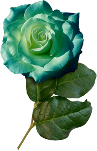 зеленая роза