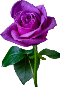 фиолетовая роза