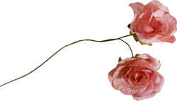 тканевые розовые розочки