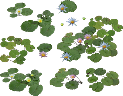 водные цветы