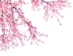 цветы вишни, сакуры