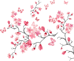 цветы вишни, сакуры