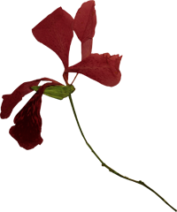 красный цветок