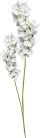белый цветок-тростинка