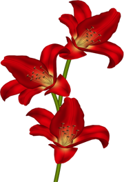 лилия