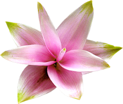 водяная лилия