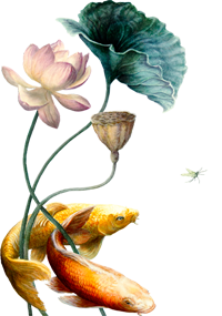 водяная лилия