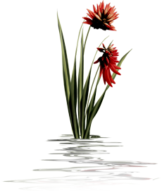 водяная лилия