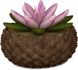 водяная лилия