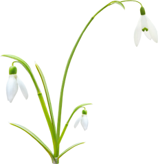 подснежник