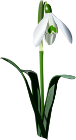 подснежник