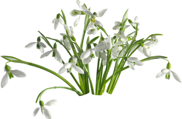 подснежник