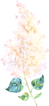 сирень