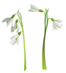 подснежник