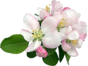 Картинка цветок яблони для детей на прозрачном фоне