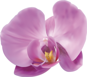 орхидеи