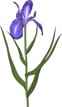 irises