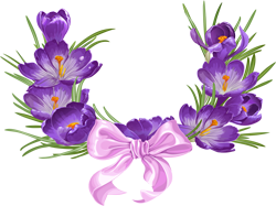 фиолетовые крокусы